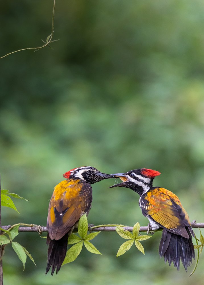 Photograph by Dipanjan Nath