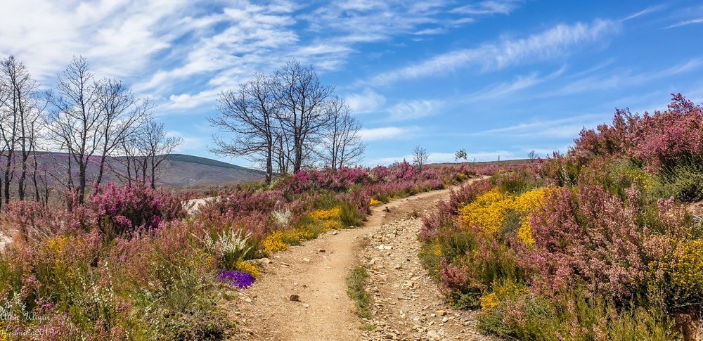 Camino de Santiago