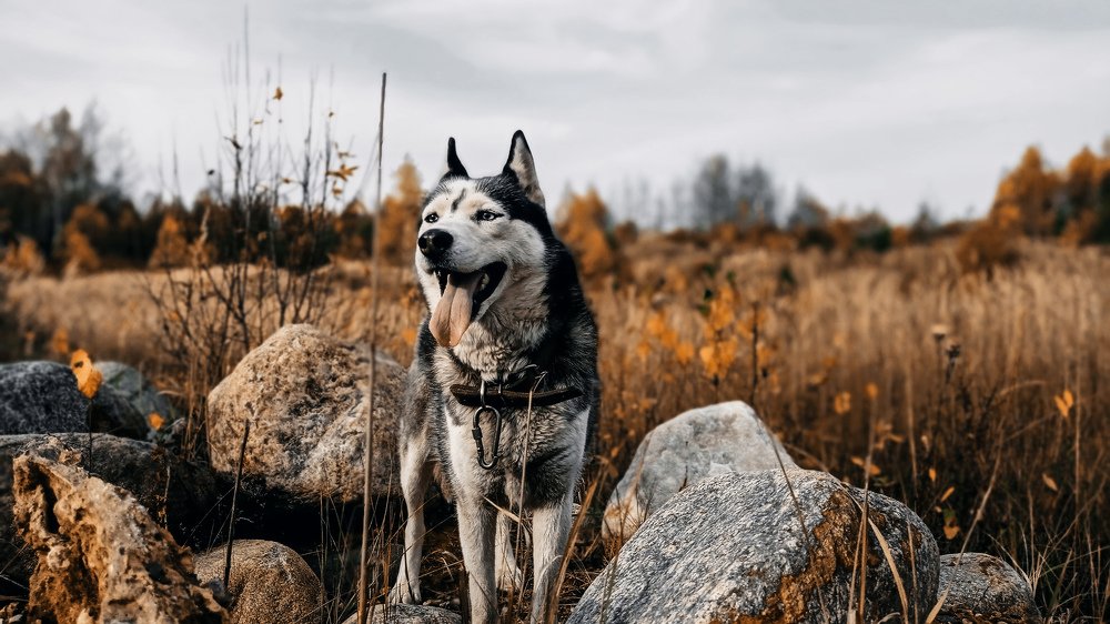 Photograph by Анастасия Мусина