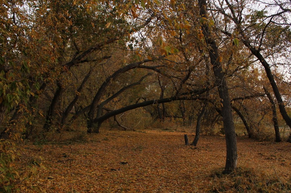 Photograph by Дамир Батряков