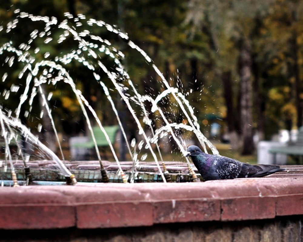 Водопой / Watering hole