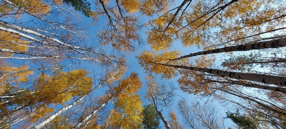 Берёзовый осенний лес