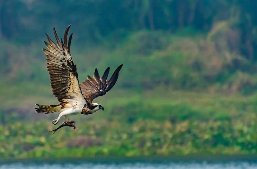 Photograph by Dibyendu Chatterjee