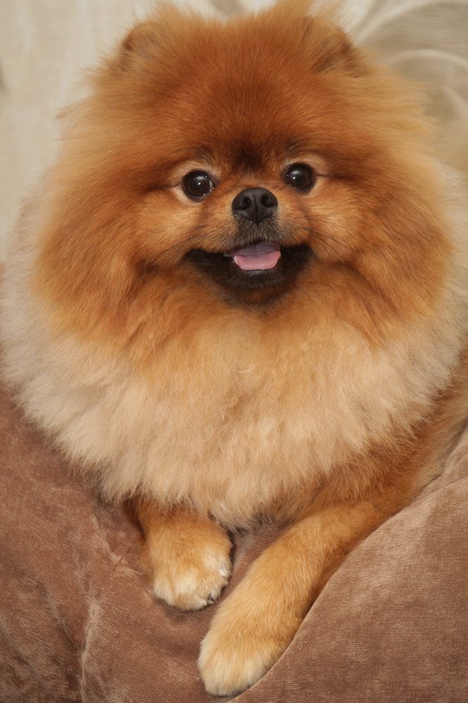 Максимилиан