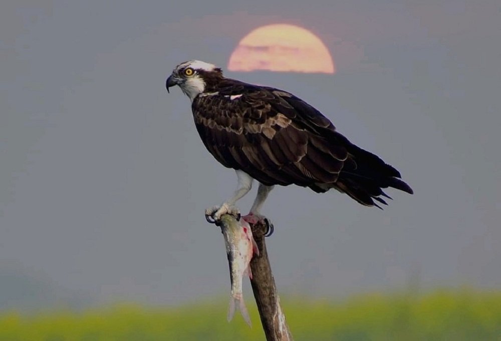 Photograph by Dibyendu Chatterjee