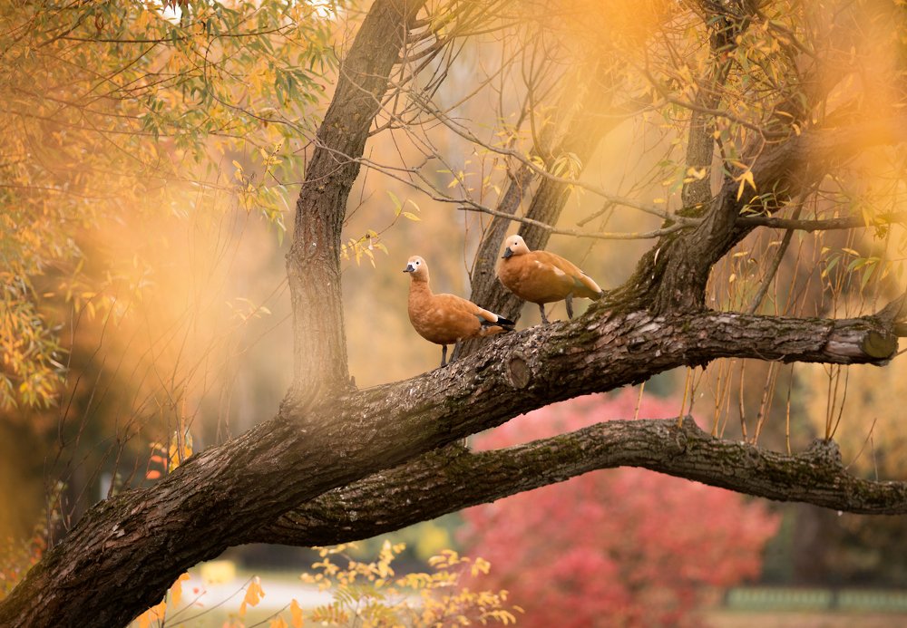 Photograph by Оксана Зверева