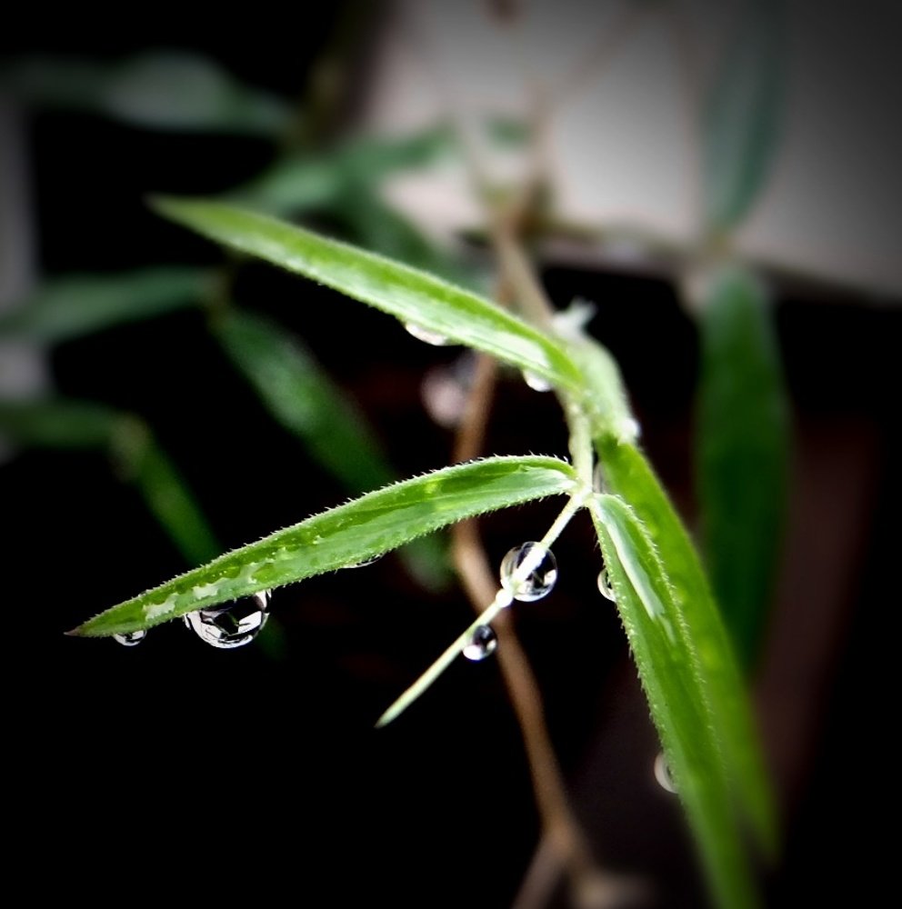 Photograph by cherise kilian