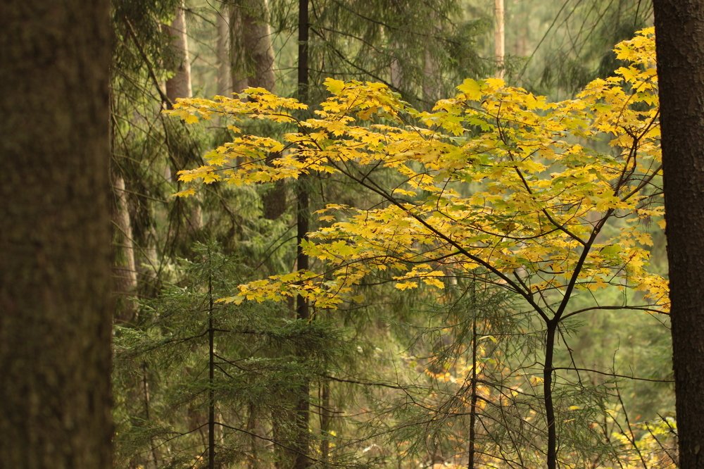 Photograph by Владимир Ясюкевич