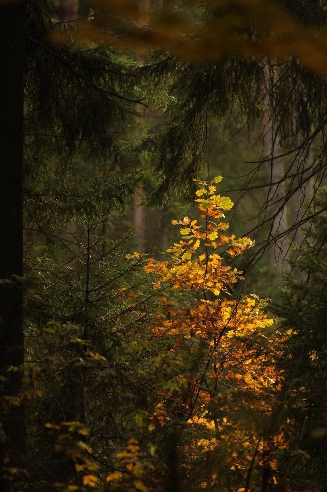 Photograph by Владимир Ясюкевич