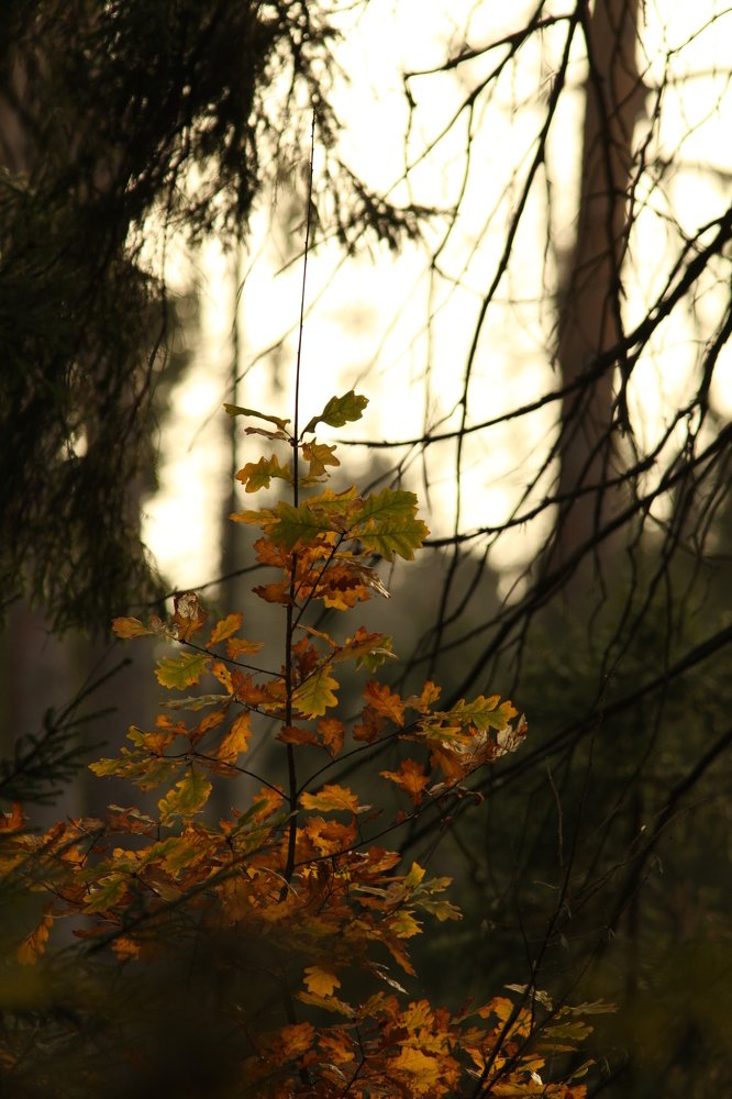 Photograph by Владимир Ясюкевич