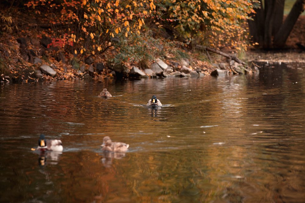 Photograph by Оксана Зверева