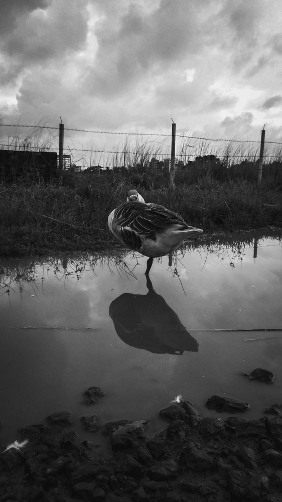 Photograph by Afif Arfan