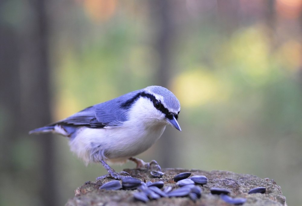 Обыкновенный поползень на пне