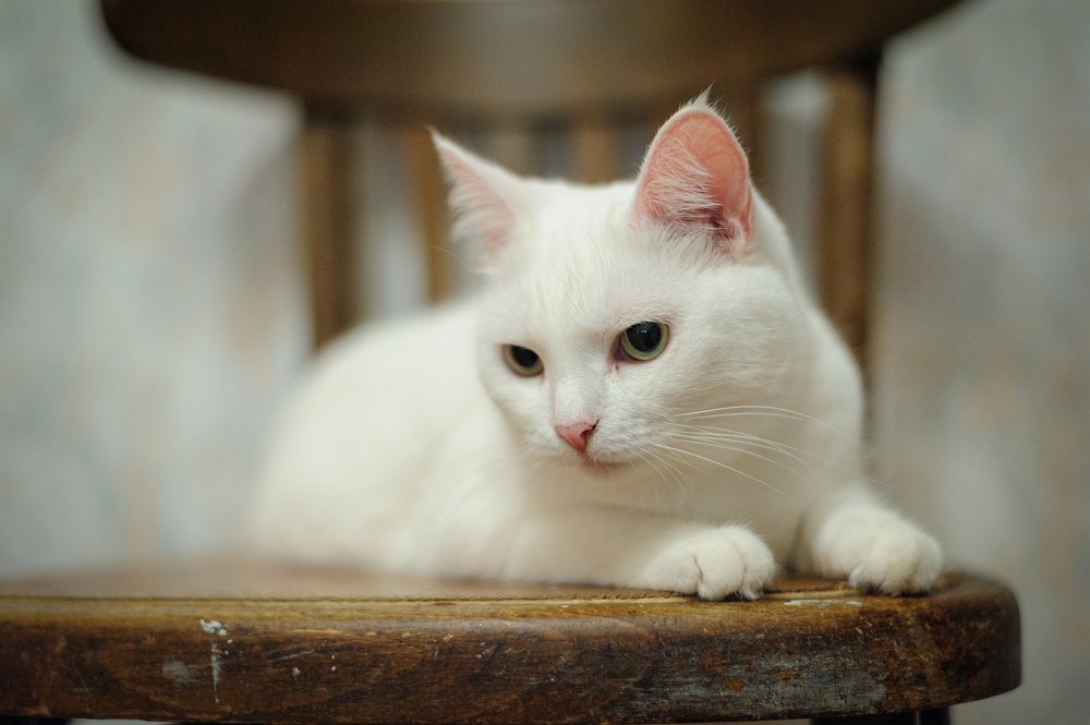 Фотография автора Наталья Татаринова