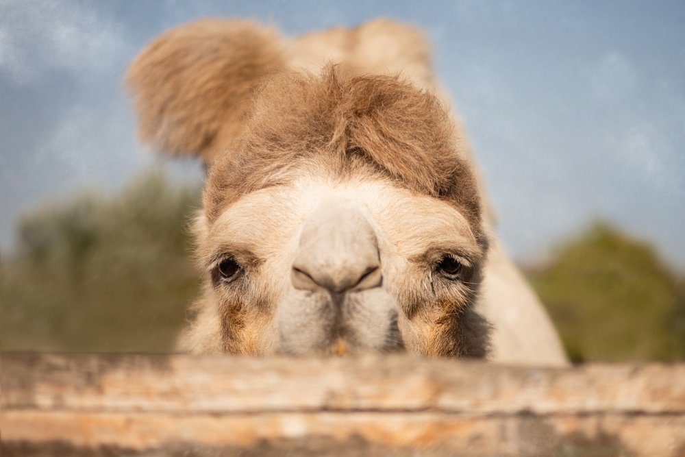 Photograph by Алексей Карпинчик