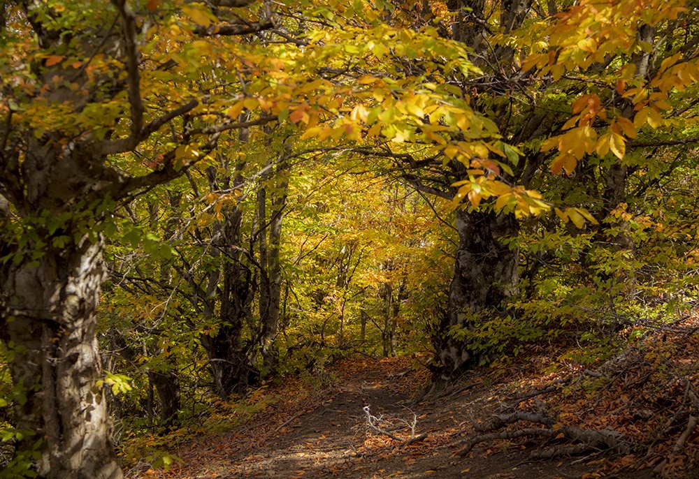 Photograph by Neda Ghiasi