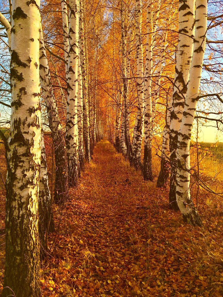 Photograph by Евгения Ципрук