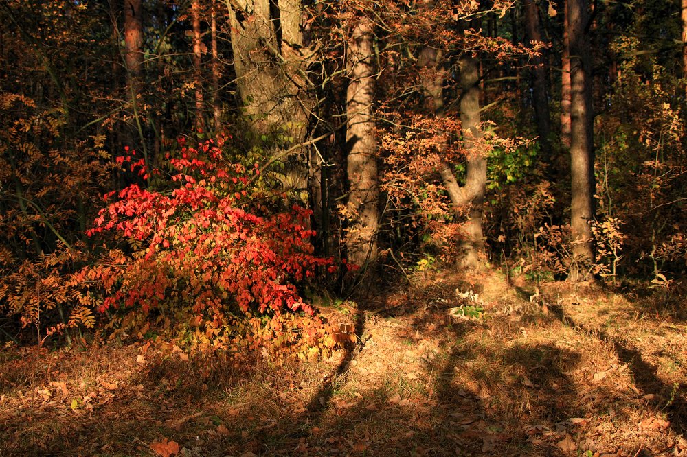 Photograph by Алексей Федулов