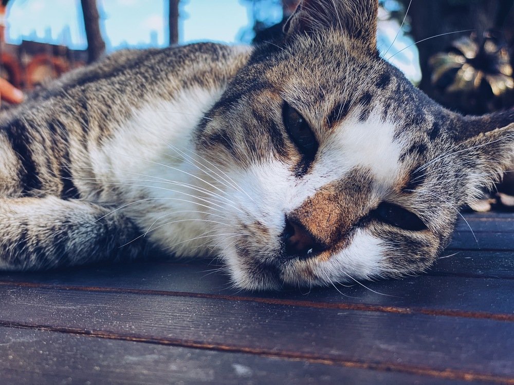 Photograph by Ольга Петухова