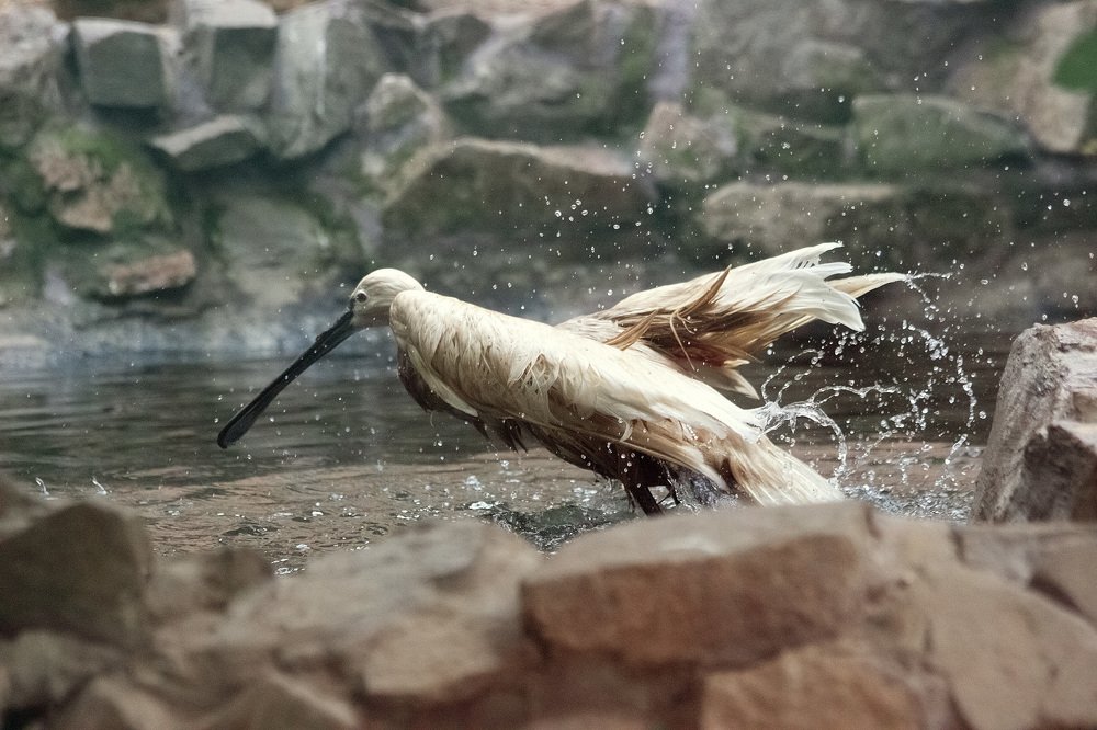 Photograph by Лис Ната