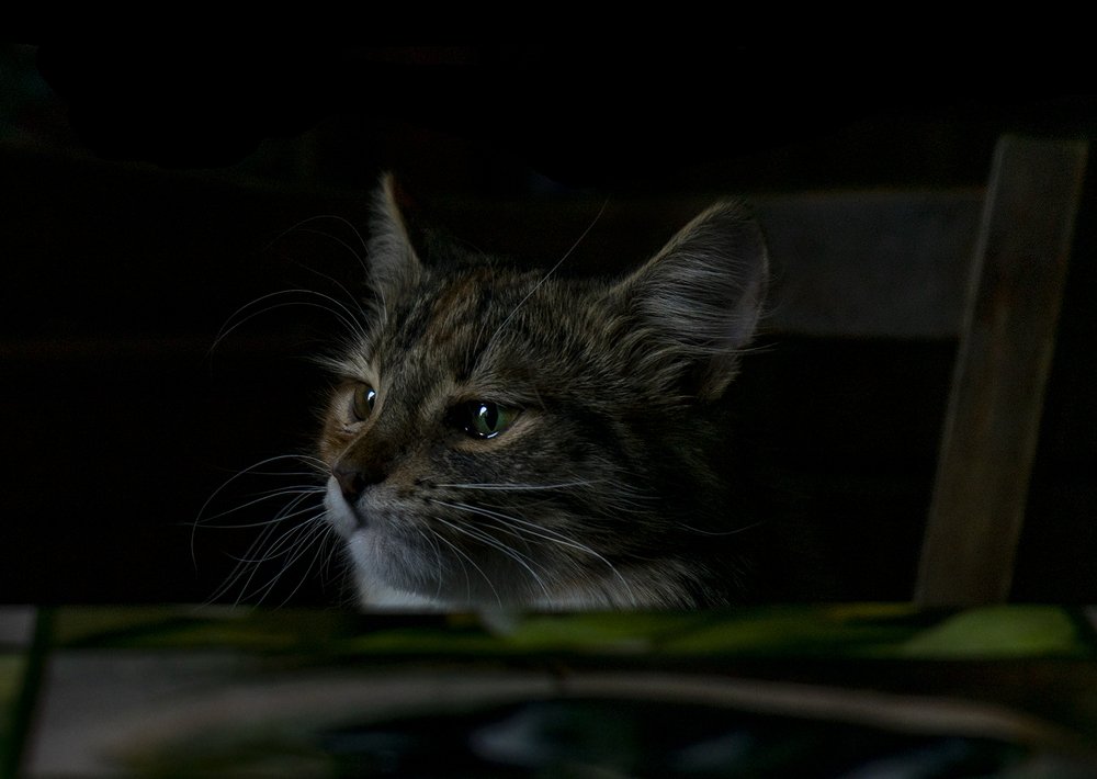 Photograph by Елена Вакумова