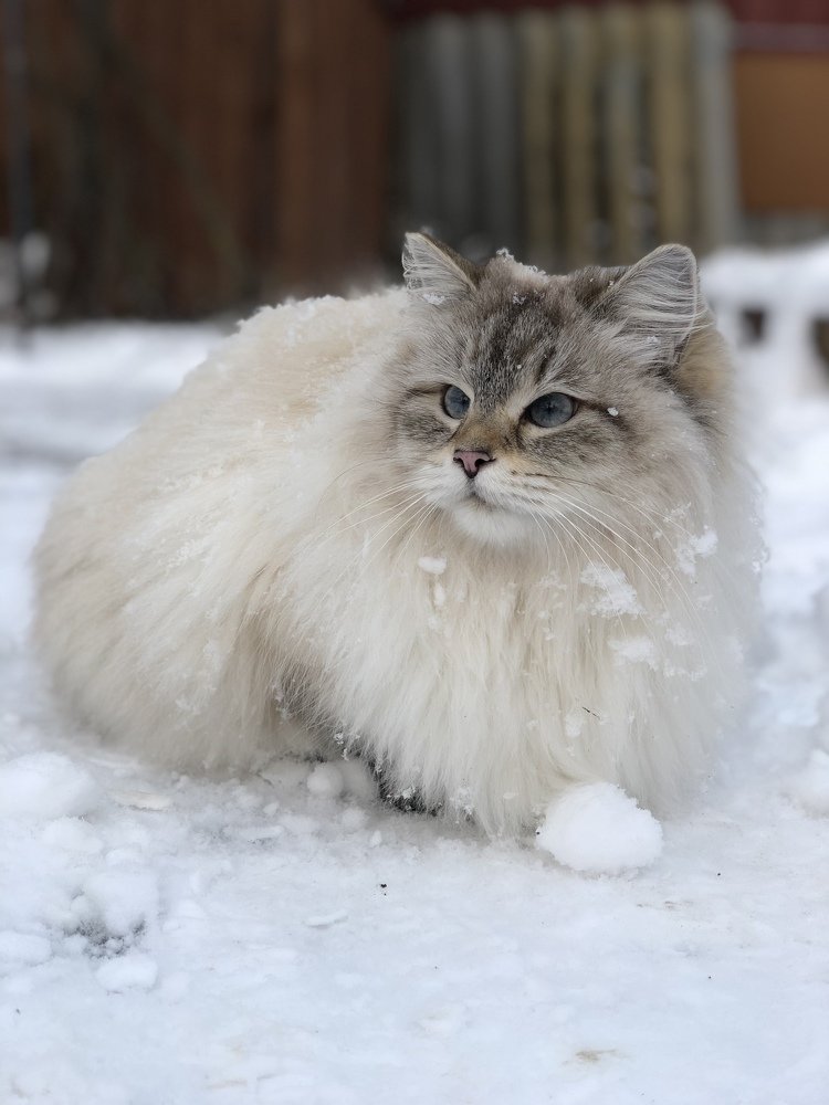 Photograph by Светлана Пронякина