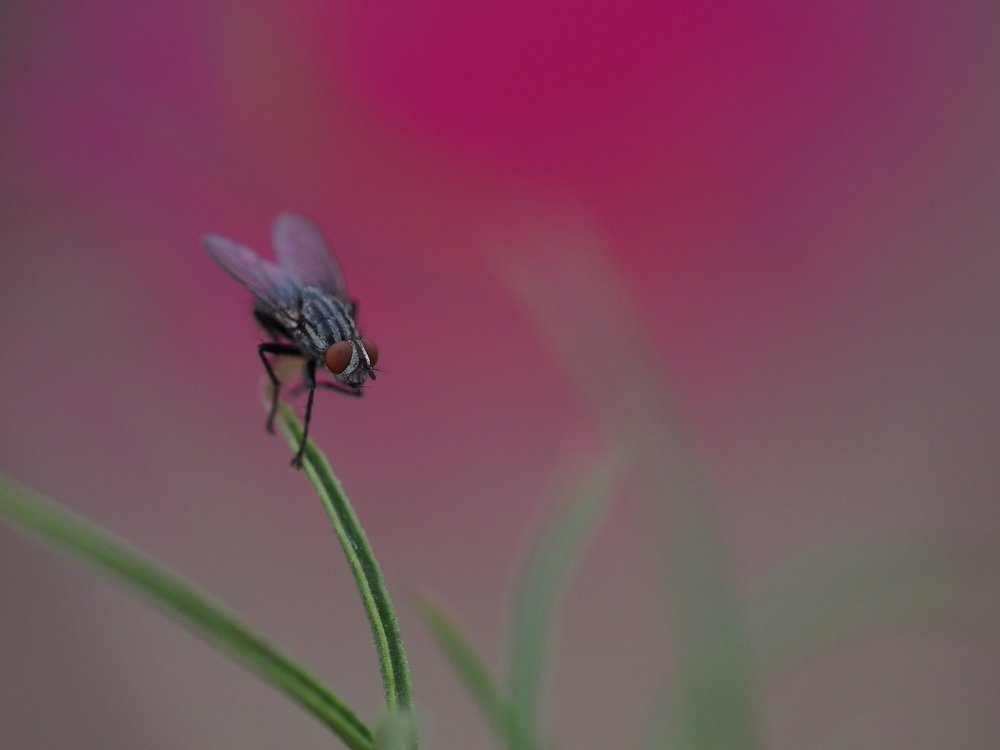 Photograph by Юлия Кравченко