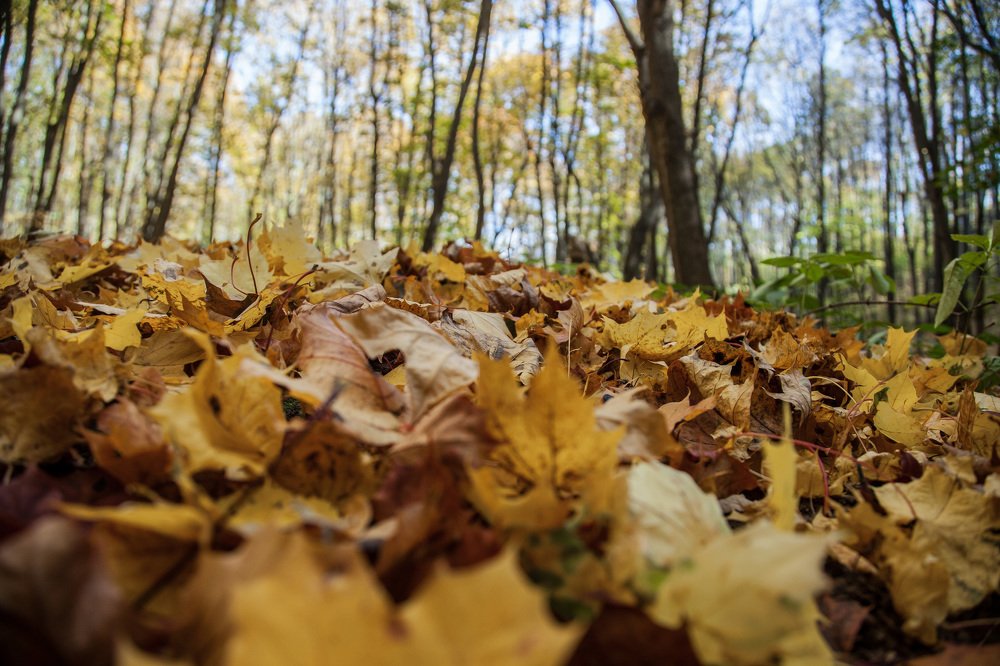 Осенний покров