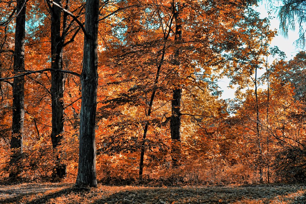 Photograph by Анна Кривицкая