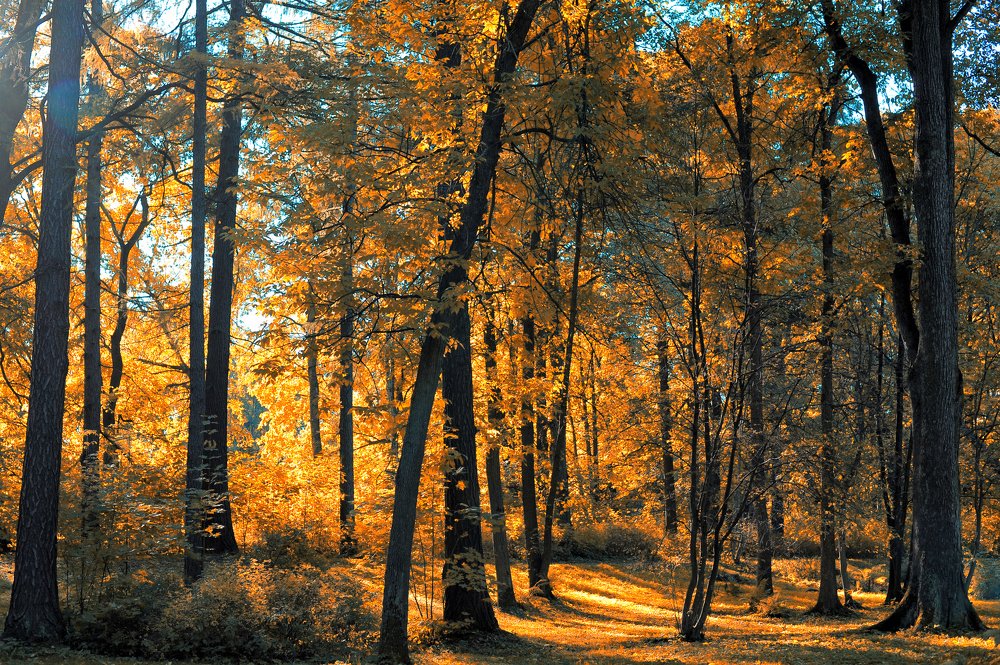 Photograph by Анна Кривицкая