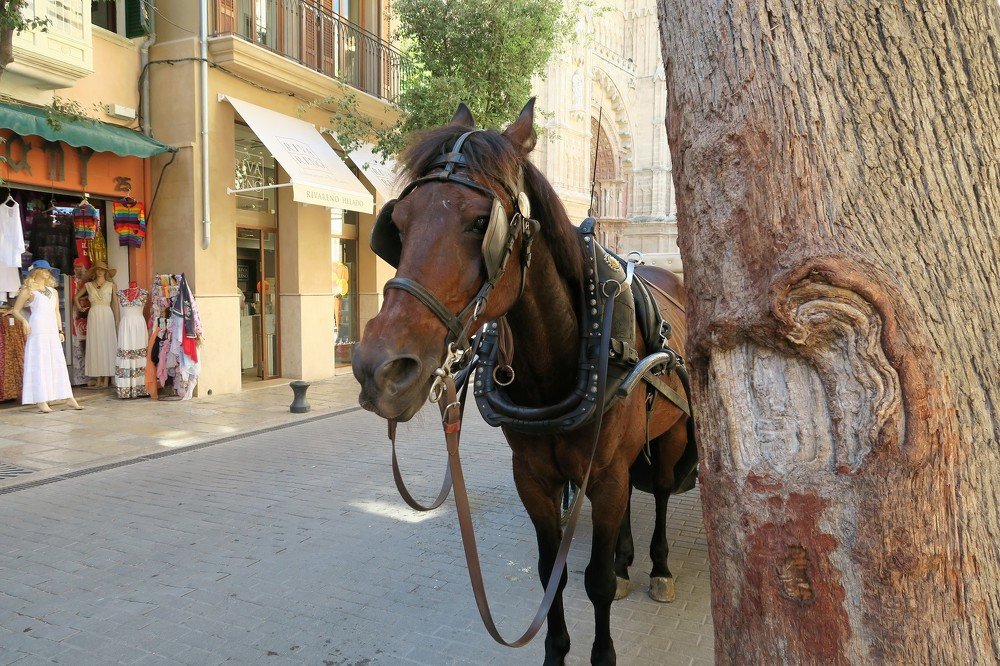 Улицы Пальмы