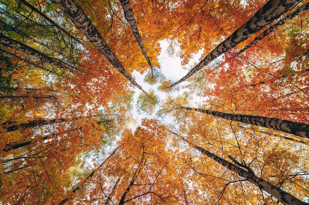 Фотография автора Роман