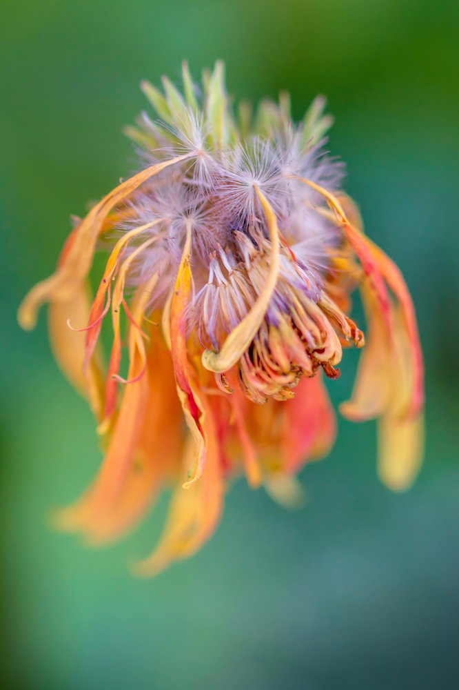 Photograph by Anas Shalash