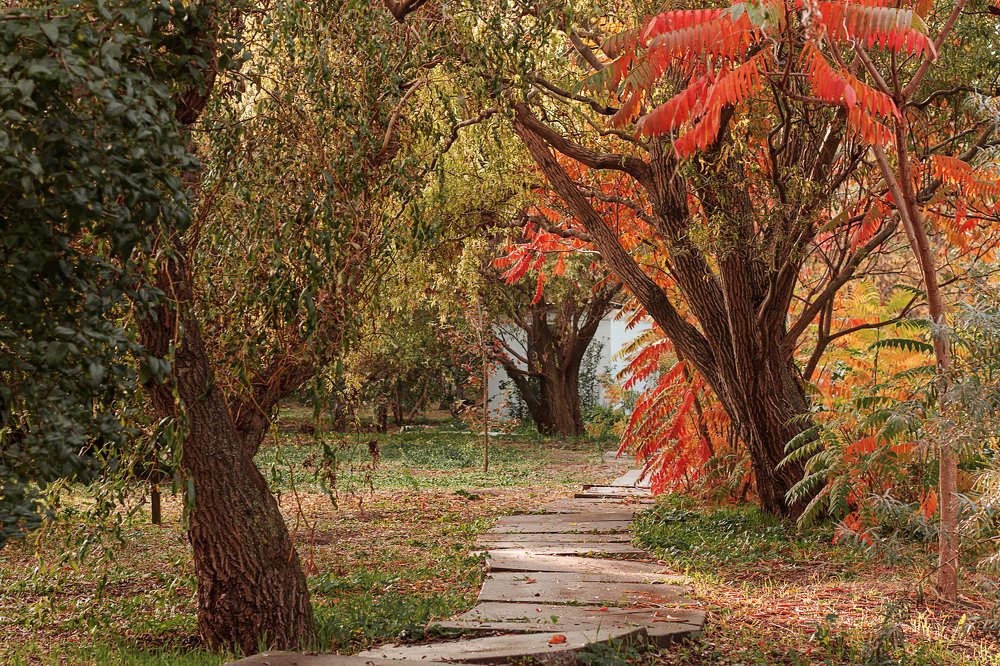 Осенний сад