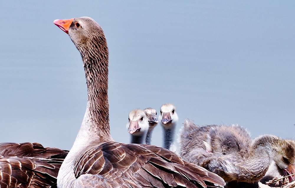 Фотография автора Erfan Rabiei dastjerdi