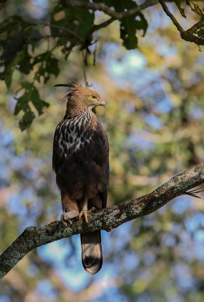 Photograph by Hirish Gowda