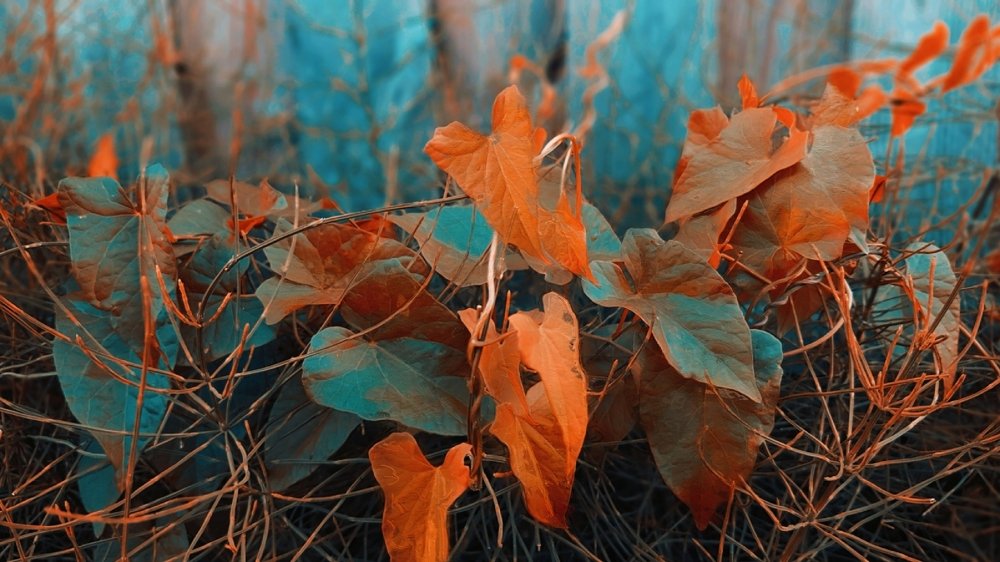 Photograph by Pati John