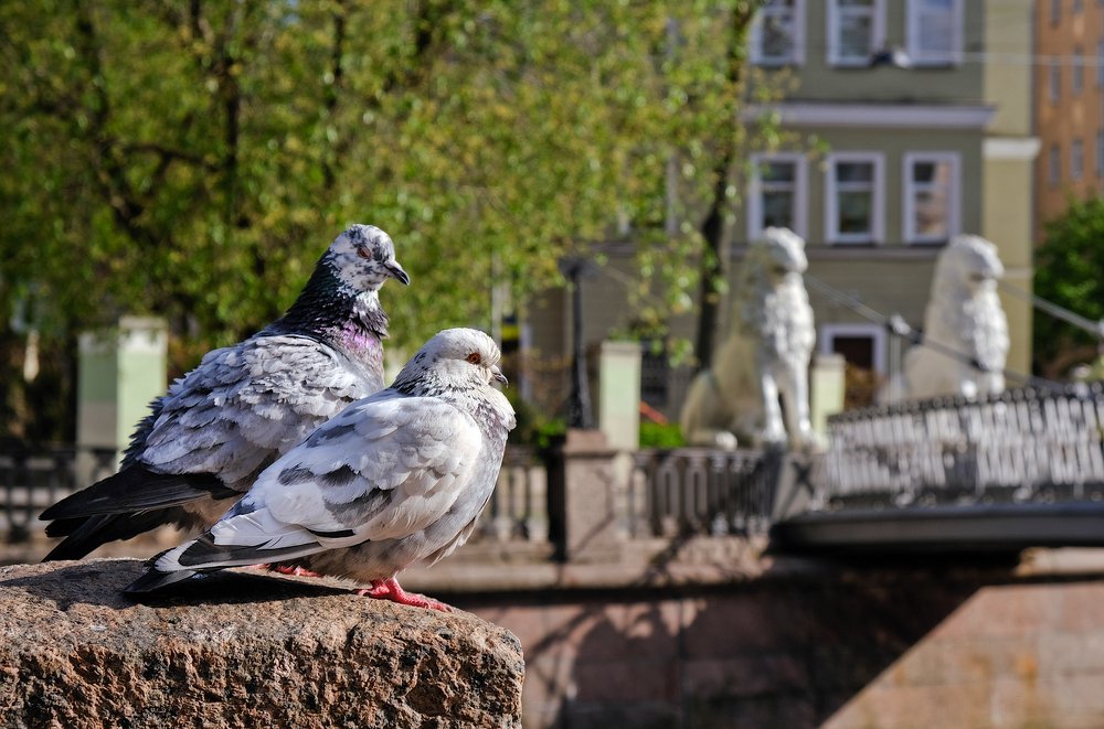 Фотография автора Ольга Виноградова