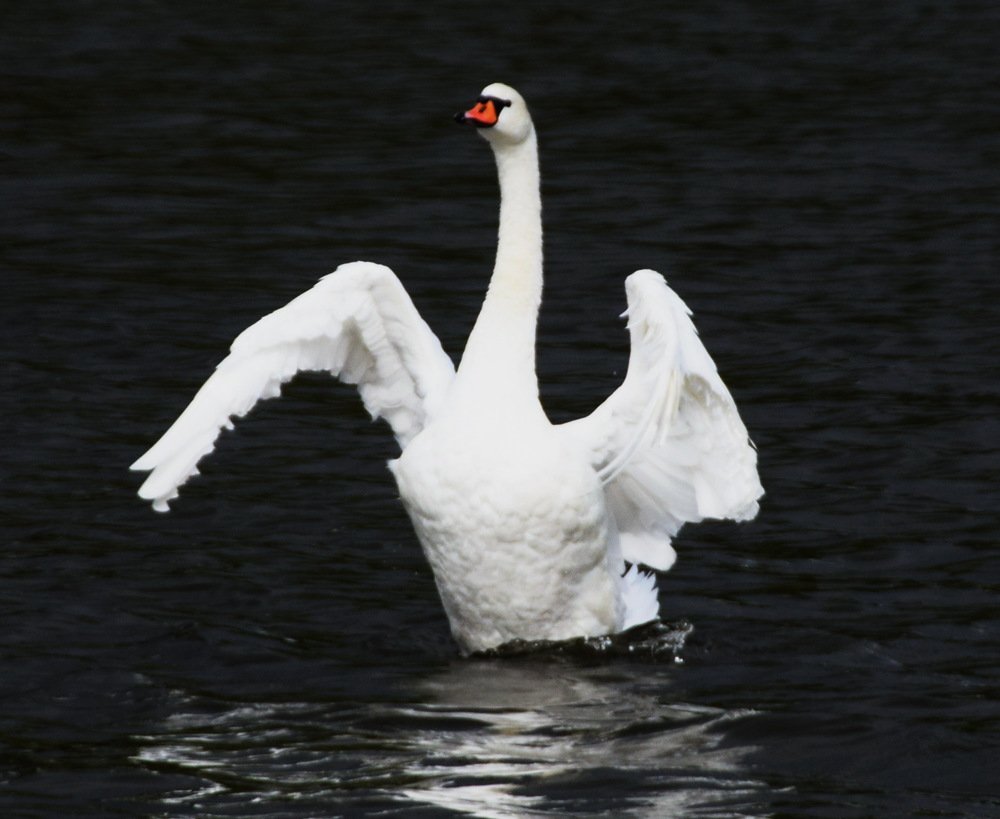 Photograph by Galina Leskova