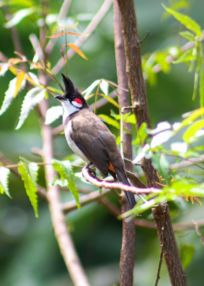 Photograph by Devanandana N