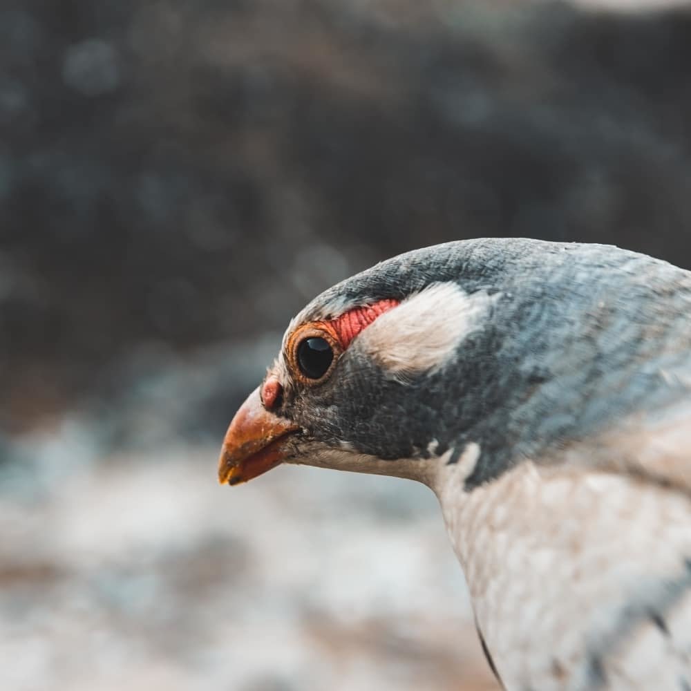 Photograph by Bipin Timilsina