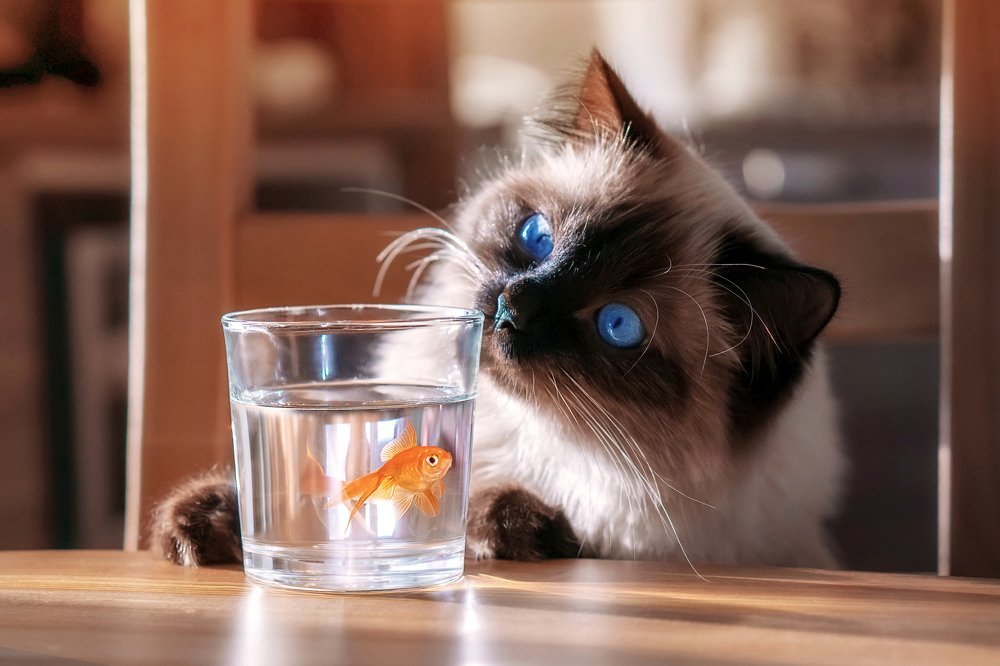 Рыбка, давай дружить!