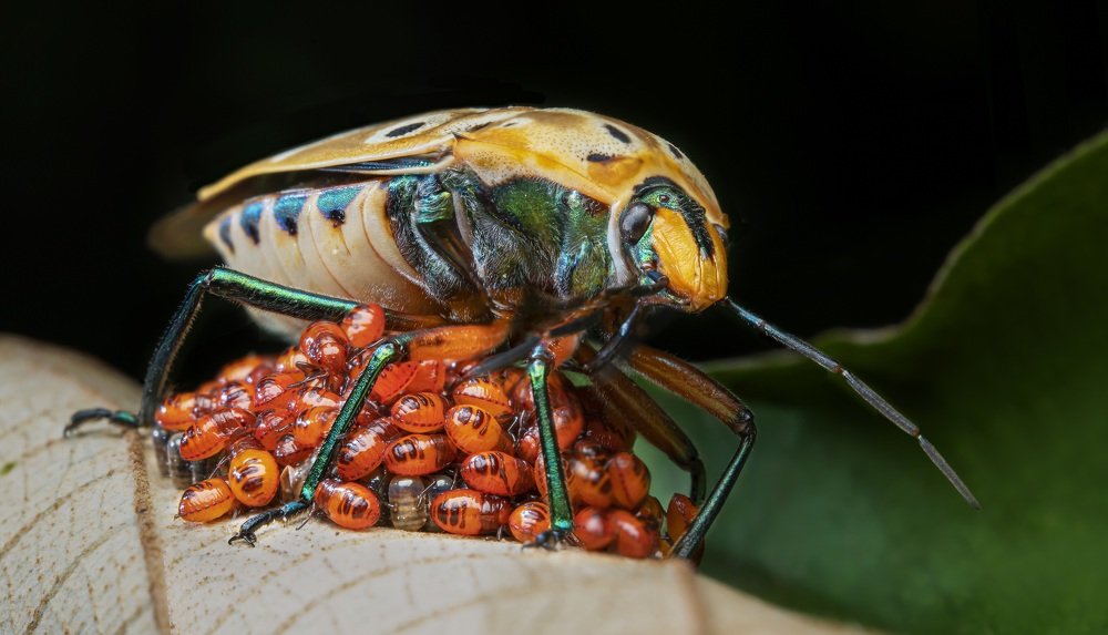 A Mother's Love is Eternal
