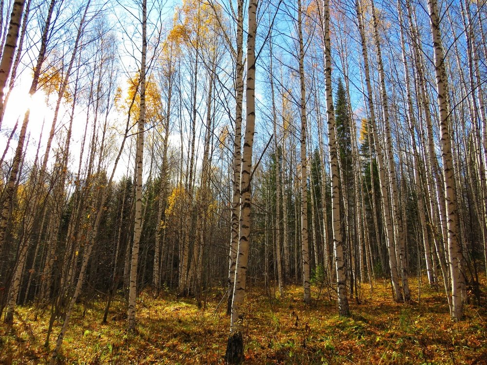 Photograph by Наталья Юршина