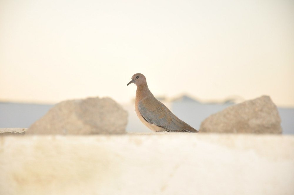 Photograph by Антонина Копытина