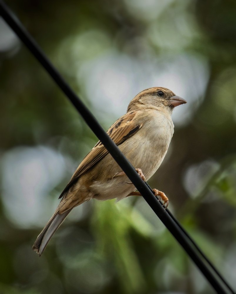 Photograph by Shabeeb