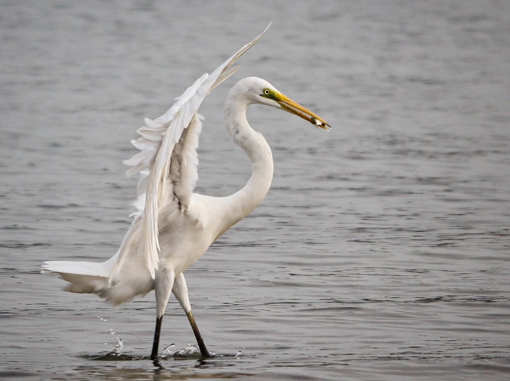 Photograph by Shabeeb