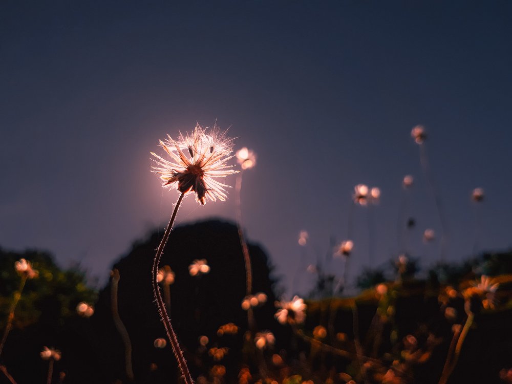 SHINNING IN THE DAY LIGHT
