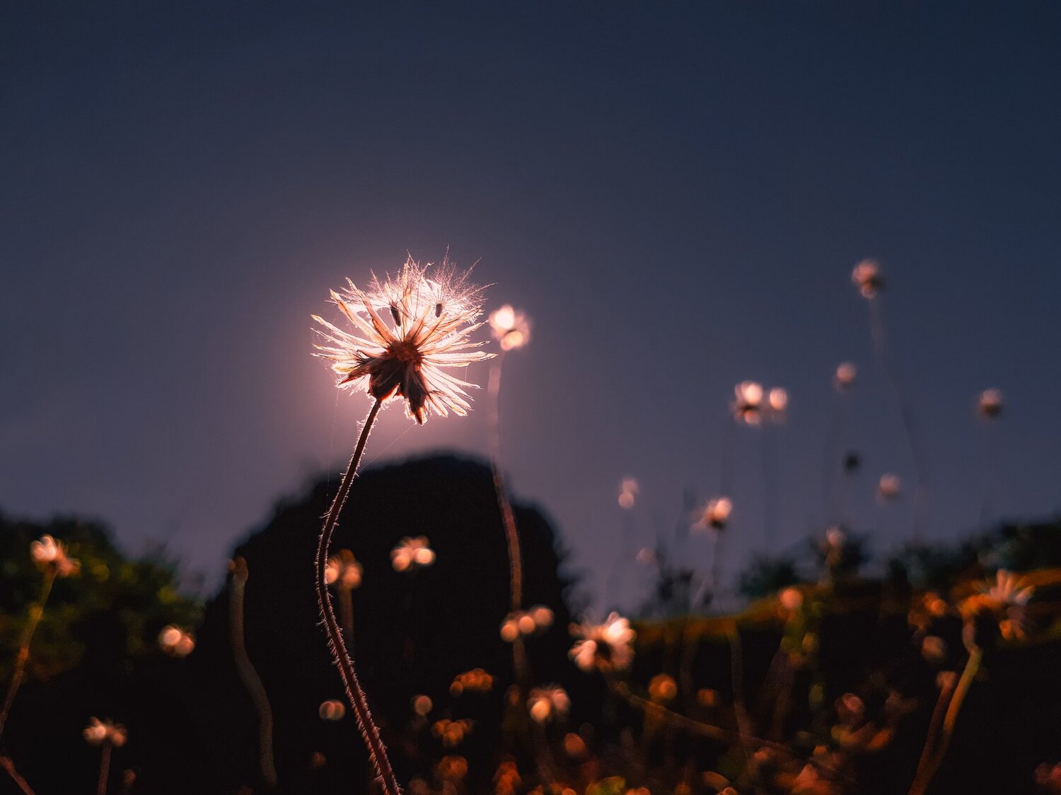 SHINNING IN THE DAY LIGHT