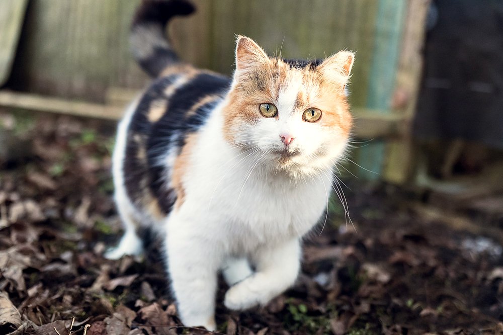 Фотография автора Viaceslavas Bazykas